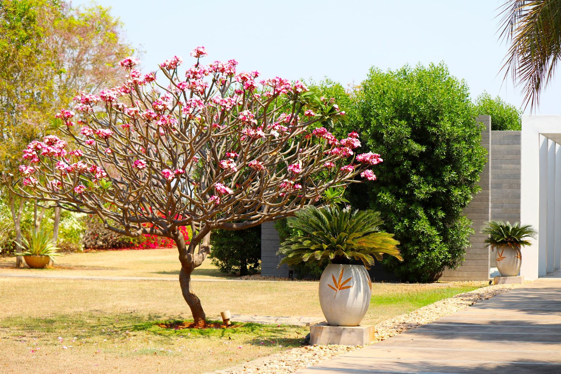 Tree & Plant Installation in Laveen AZ