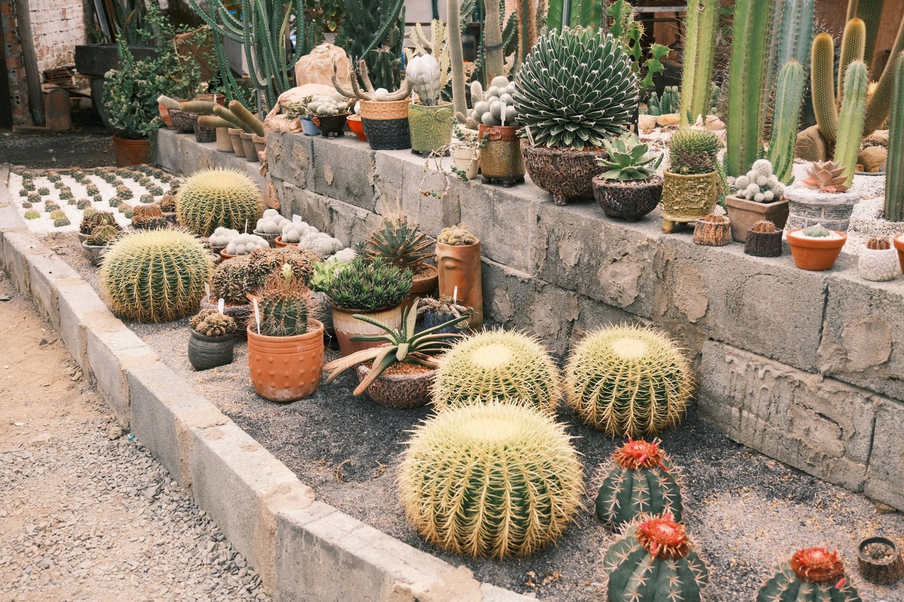 Desert xeriscape design in Laveen, AZ
